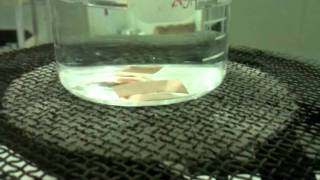 Copper Reaction with Sulphuric Acid [upl. by Albemarle325]