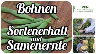 Bohnen 🌱 Sortenerhalt und Samenernte [upl. by Nemsaj874]