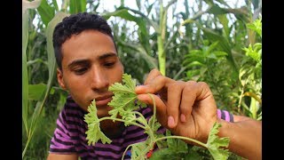 هذا النبات يستخرج منها اغلي الزيوت الطيارهpelargonium graveolens [upl. by Amethist570]