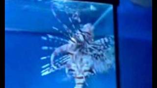 Mikey B gets stung by a lion fish [upl. by Norramic]