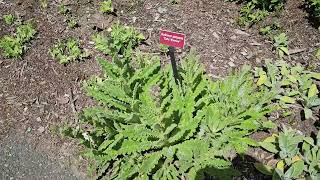 BURKHEYA PURPUREA ZULU WARRIOR PERENNIAL PLANT [upl. by Chellman]