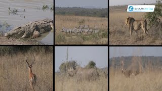 Here is Why Tourists are Flocking Nairobi National Park [upl. by Lennon]