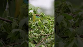 morningvibes bluethroatedbarbet birds birdsvideo birdslover 4k 4kwildlife urbanwildlife [upl. by Luapnaes31]