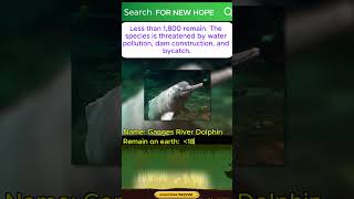 Ganges River Dolphin save their habitat before late animals wildlife dolphin [upl. by Iamhaj]