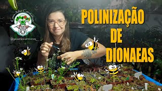 POLINIZAÇÃO  DIONAEA MUSCIPULA  PLANTA CARNÍVORA [upl. by Norrab]