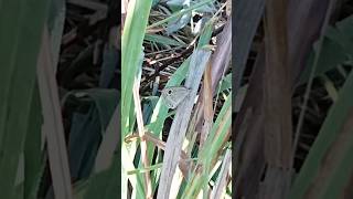 Life cycle of a butterfly beginsends continuously from egg caterpillarpupa butterfly butterfly [upl. by Anirtik123]