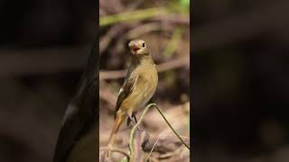 Daurian redstart taiwan kaohsiung birdwatching travel cijin 台灣 高雄 旗津 舊高字塔 黃尾鴝 [upl. by Cobb]