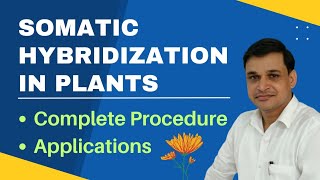 Somatic hybridization in plants  its procedure and applications [upl. by Patterman116]