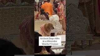 Ambani Dog quot Happy quot Rides In Mercedes Of Crores ❤😳😍shortsambaniambanidogambaniwedding trending [upl. by Betthel]