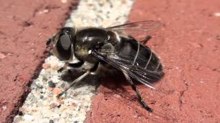 Bee Mimic Flower Fly Syrphidae Eristalis dimidiatus Closeup [upl. by Ev]