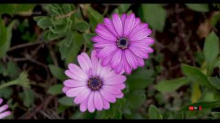 Osteospermum marguerite du cap [upl. by Obel]