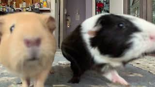 When guinea pigs attack [upl. by Noillid]