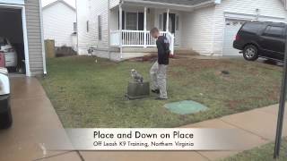 8lb Yorkie quotRemyquot Before and After Video Small Dog Training Northern Virginia [upl. by Kenji]