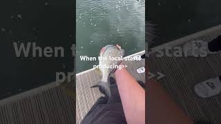 fishing jewfish sydneyharbour like [upl. by Merv]