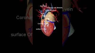 Heart anatomy and physiology [upl. by Alleira]