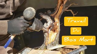 BOIS MORT BONSAI PRUNUS MAHALEB YAMADORI CERISIER SAINTE LUCIE 🌳 [upl. by Alexina]