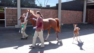 Tour the OSU College of Veterinary Medicine [upl. by Duffy]