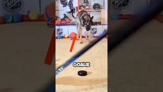 This dog is the best goalie ever shorts [upl. by Acsirp297]