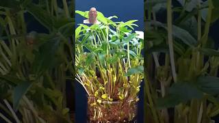 Growing Mung BeansTime Lapseytshortviraltime lapse [upl. by Thrift396]