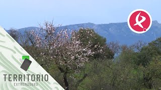 Almendros en flor en Garrovillas de Alconétar  Territorio Extremadura [upl. by Teage]