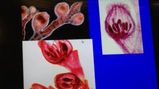 Bio lab protista division Rhodophyta [upl. by Nosro]