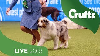 Crufts 2019 Day 3  Part 1 LIVE [upl. by Ube815]