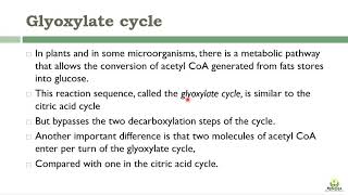 Glyoxylate cycle [upl. by Riddle986]