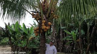 cosechando cocos en mi huertaplantas cultivos organicos abono agriculture [upl. by Suiravaj]