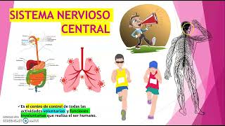 CÓMO ESTÁ FORMADO EL SISTEMA NERVIOSO CENTRAL [upl. by Llednew]