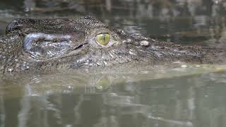 Saltwater Crocodile nictitating membrane [upl. by Carey]