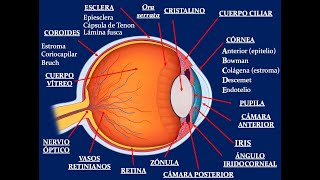 Histología Ojo [upl. by Lachlan]