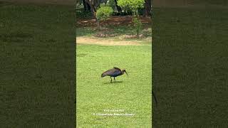 Majestic Rednaped Ibis A Glimpse into Natures Beauty  Delhi Bird Watching [upl. by Gittle]