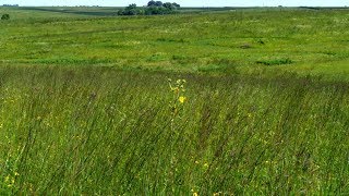 Iowa Prairie Restoration  Iowa Land and Sky [upl. by Lauralee]