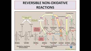 Pentose phosphate pathway [upl. by Dorren653]