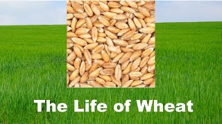 Wheat Life Cycle 101 How to Grow What Make Best Health Food Nutrition 510 min Nature Crop Plant [upl. by Yorgerg937]