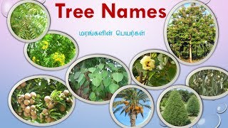 77 Tree Names With Pictures in Tamil and English [upl. by Sturdivant393]