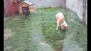 rottweiler and stbernard fight [upl. by Letnohc]