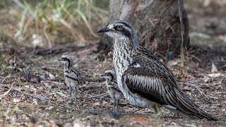 Baby Bush Stone Curlews [upl. by Eecyac]