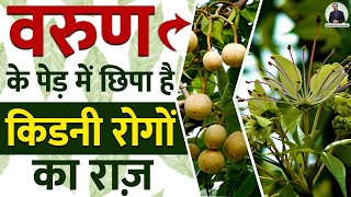 वरुण के पेड़ में छिपा है किडनी रोगों का राज़ Varuna Tree  Herb Uses and Benefits for Kidney Disease [upl. by Chuu]