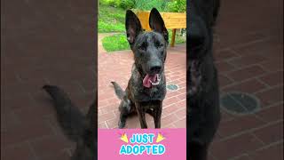 🎉 Pawsome News Cici has been adopted 🥳 [upl. by Novah]