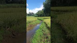 Rice field river [upl. by Pinzler500]