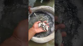 Rahmanpur farm fishing [upl. by Timi73]