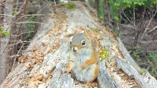 Cute Squirrel on The Log [upl. by Chessa]