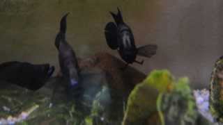 Altolamprologus calvus Black Zaire [upl. by Ominorej]