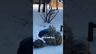 Samoyed and grandma pick up trash together animals heartwarmingpets animallover cute [upl. by Llenyar]