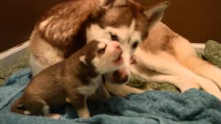 Adorable Husky puppy howling at 9 days old [upl. by Nowd584]