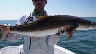 tampa bay fishing tearing it up offshore 🔥🔥 [upl. by Nelg]