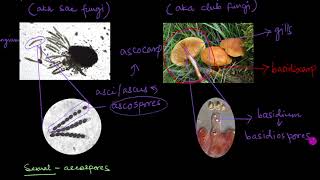 Classification of Fungi  Biological Classification  Biology  Khan Academy [upl. by Diaz264]