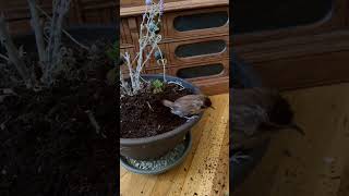 bird birds wren carolinawren bath time [upl. by Kienan]