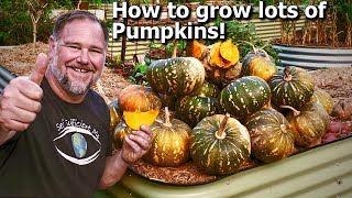 5 Tips How to Grow Ton of Pumpkins at Home [upl. by Eelarol928]